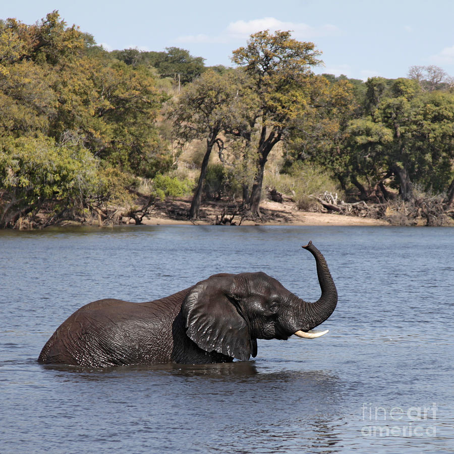 African Elephant in Chobe River  Photograph by Liz Leyden