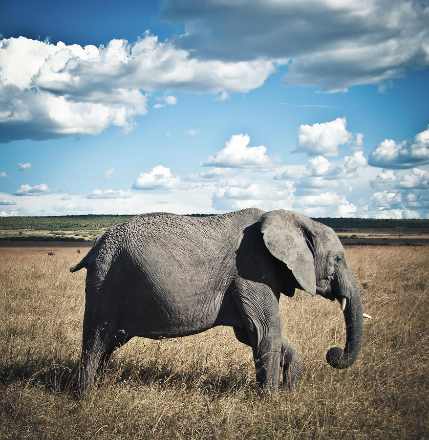 African Elephant In Masai Mara Photograph by Mehmed Zelkovic