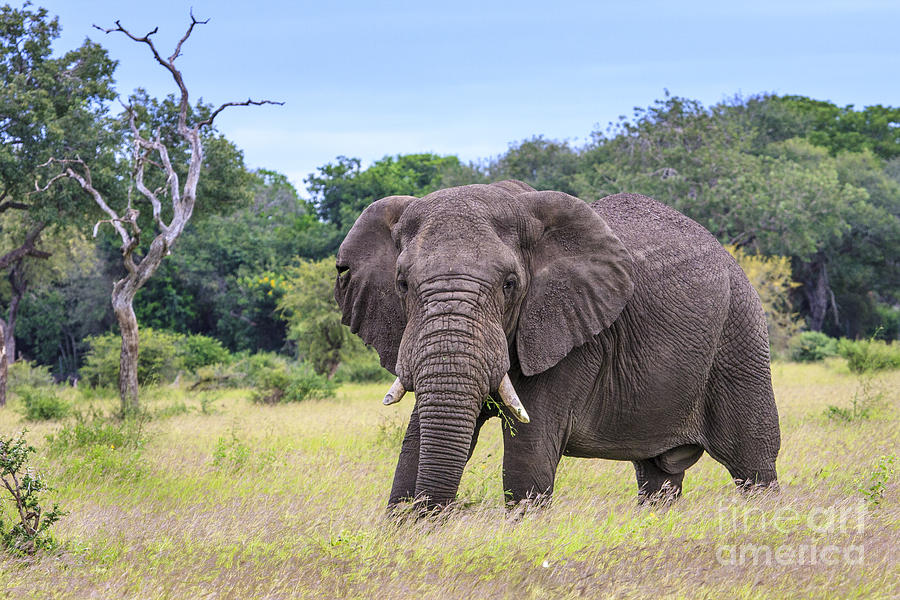 African Elephant Photograph by Jennifer Ludlum