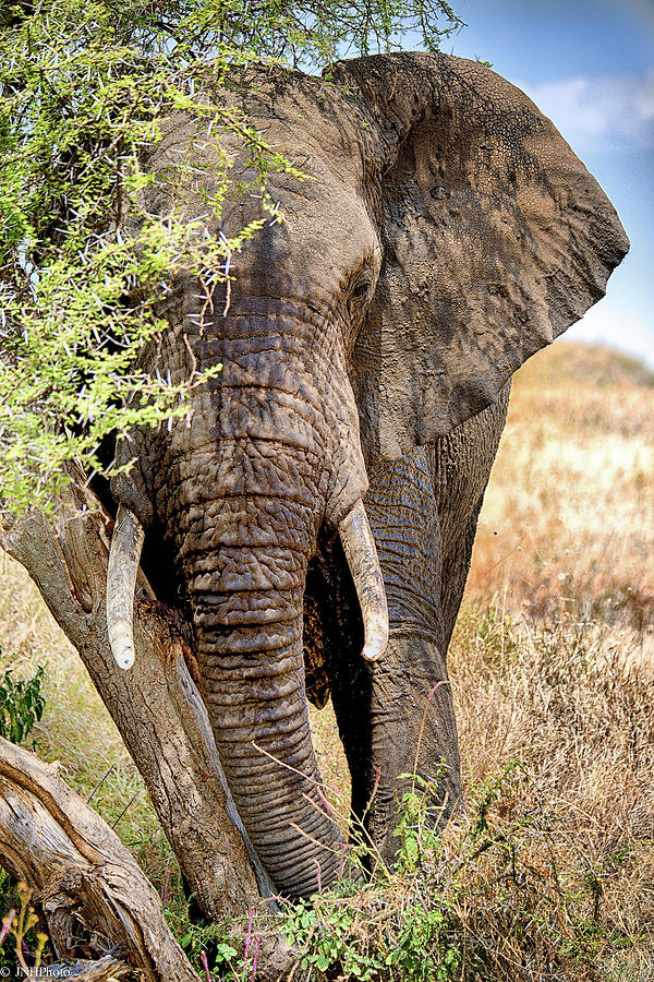 African Elephant Photograph by Jnhphoto