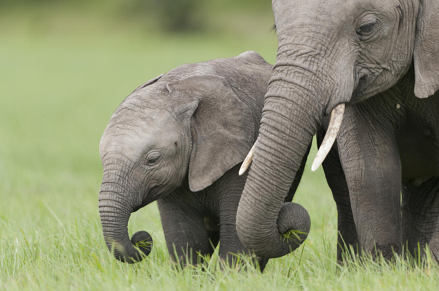 African Elephant Juvenile And Calf Kenya Photograph by Tui De Roy