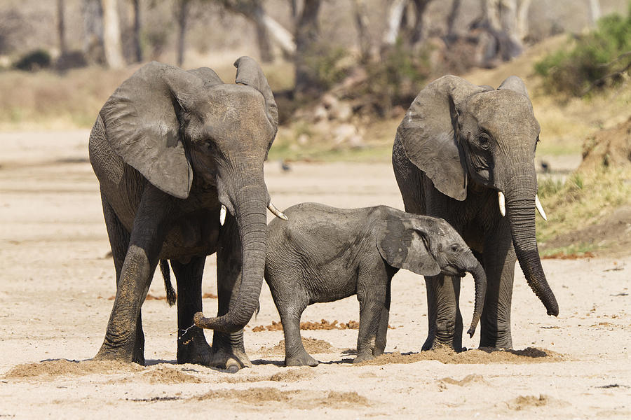 African Elephant Juveniles And Calf Photograph by Konrad Wothe