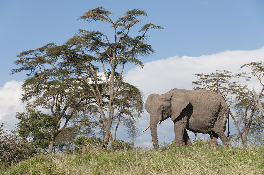 African Elephant Kenya Photograph by Tui De Roy
