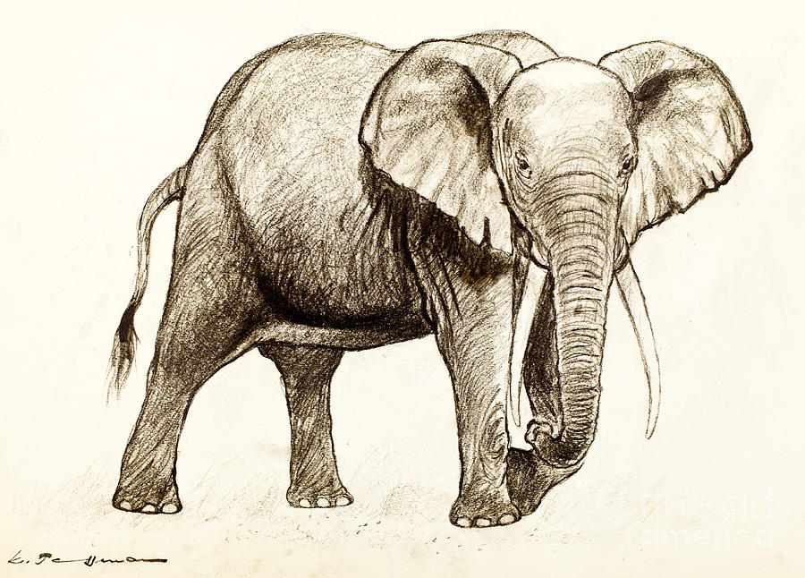 African elephant Drawing by Kurt Tessmann