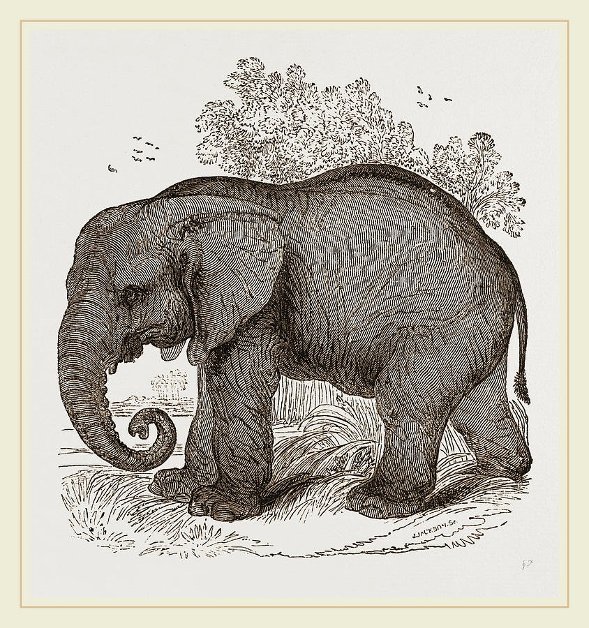 African Elephant Drawing by Litz Collection | Fine Art America