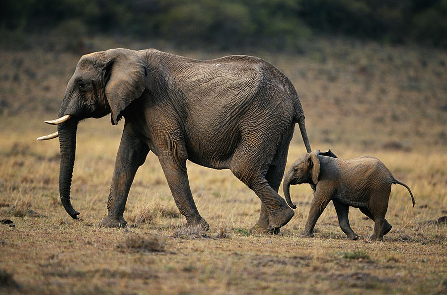 African elephant (Loxodonta africana) and calf walking, Masai Mara N.R, Kenya Photograph by Anup Shah