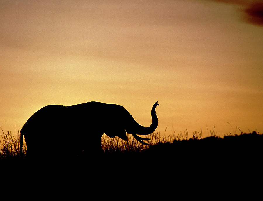 African Elephant (loxodonta Africana) At Sunset Photograph by William Ervin/science Photo Library