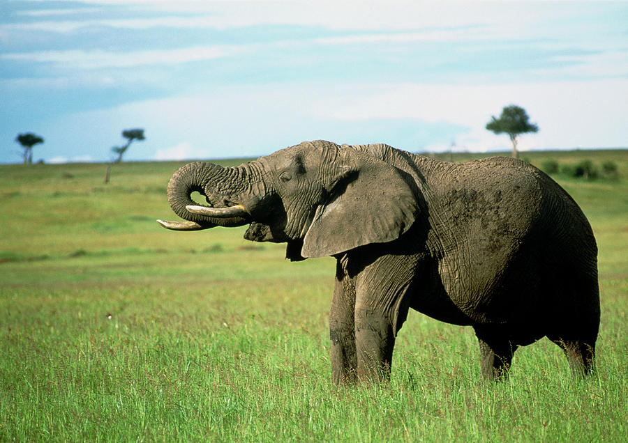 African Elephant (loxodonta Africana) Feeding Photograph by William Ervin/science Photo Library