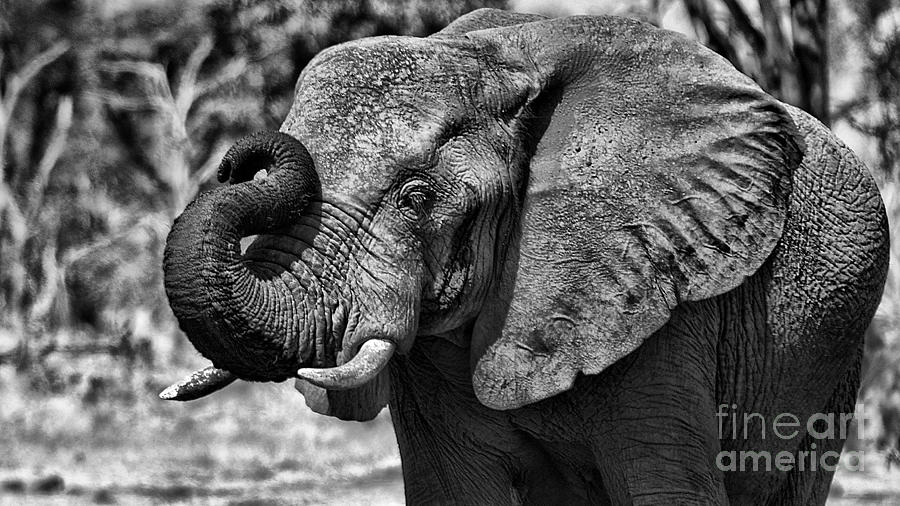 African Elephant Photograph by Mareko Marciniak