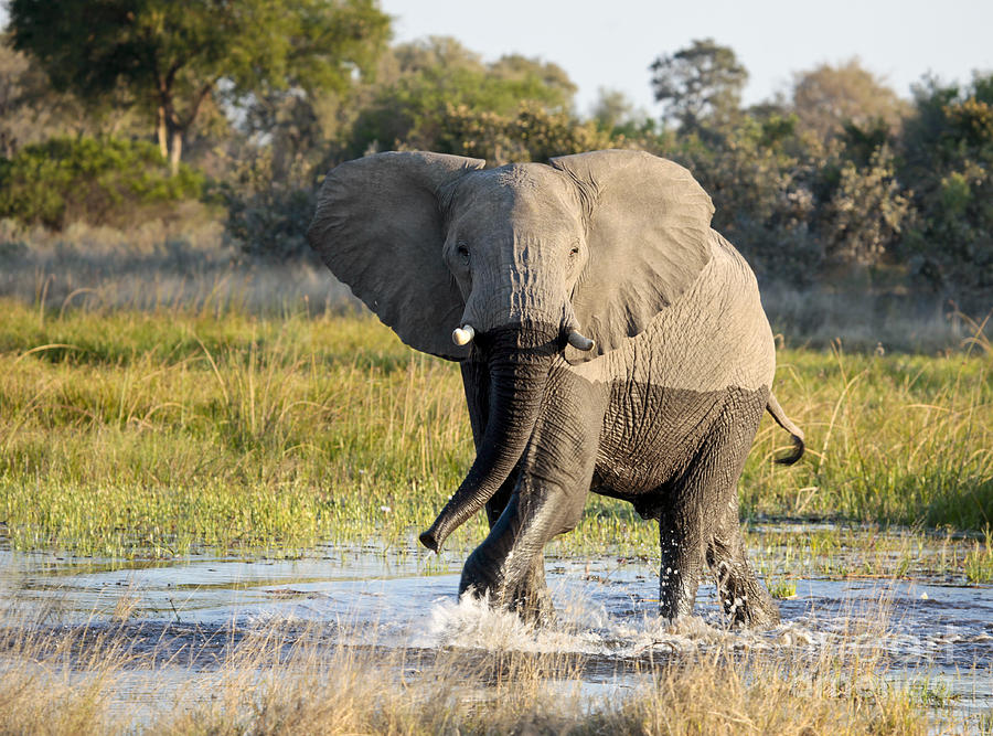 African Elephant mock-charging Photograph by Liz Leyden