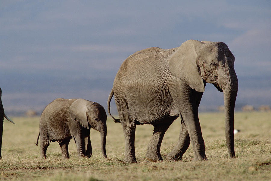 African Elephant Mother And Calf Kenya Photograph by Tim Fitzharris