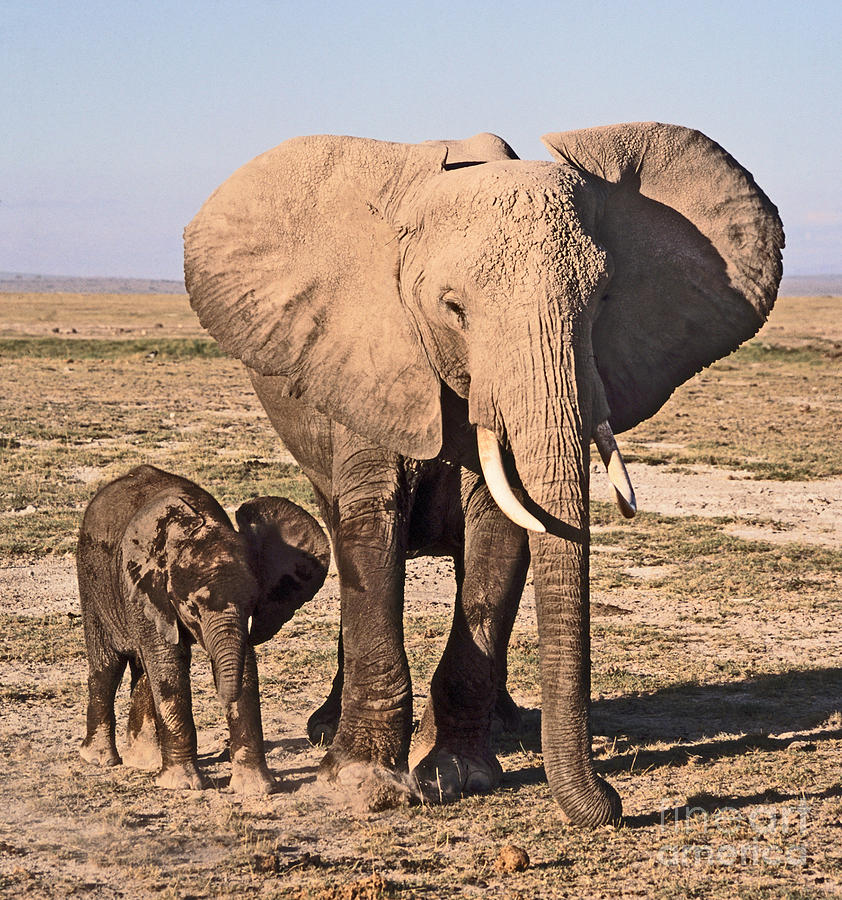 African Elephant mother and calf Photograph by Liz Leyden