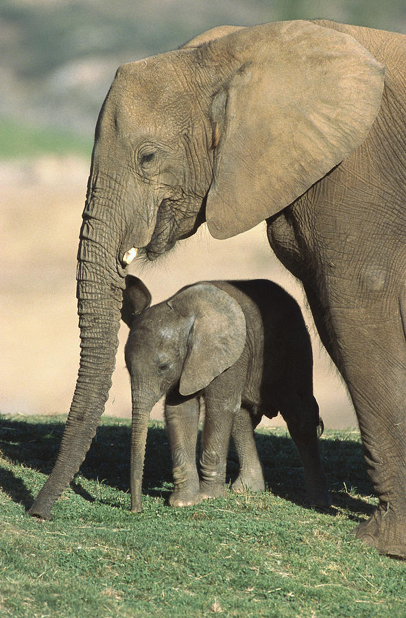 African Elephant Mother And Calf Photograph by San Diego Zoo