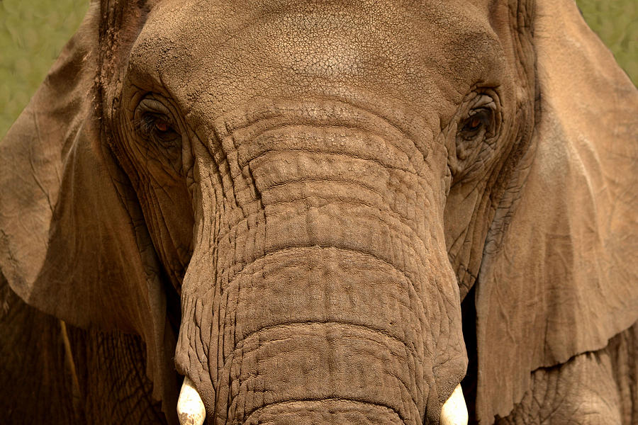 African Elephant Photograph by Nadalyn Larsen