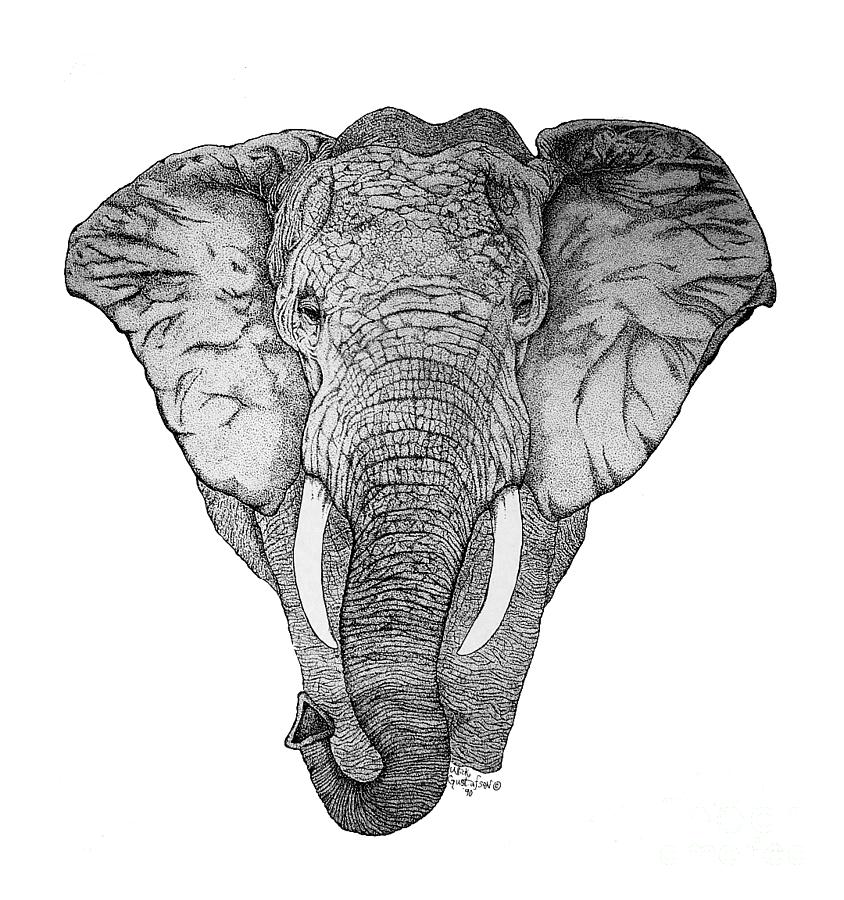 African Elephant Drawing by Nick Gustafson | Fine Art America