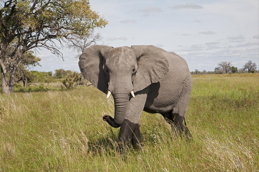 African Elephant Okavango Delta Botswana Photograph by Dickie Duckett