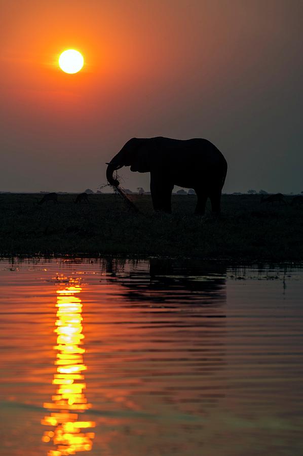 African Elephant On The Chobe River Photograph by Peter Chadwick