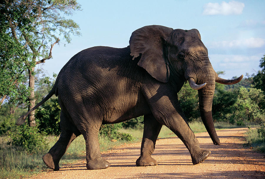 African Elephant Photograph by Peter Menzel/science Photo Library