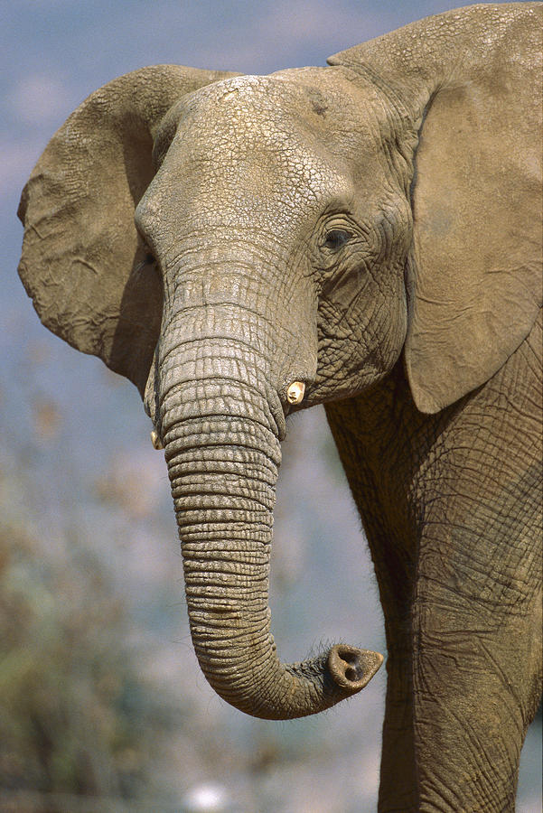 African Elephant Portrait Photograph by San Diego Zoo