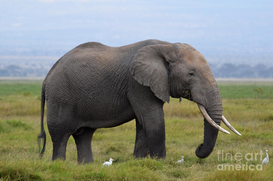 African Elephant Digital Art by Pravine Chester