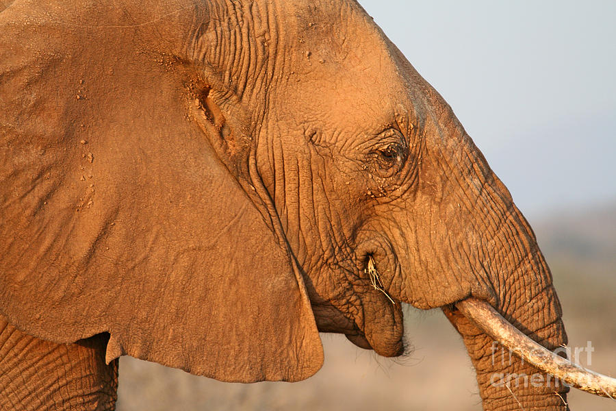 African Elephant profile Photograph by Liz Leyden