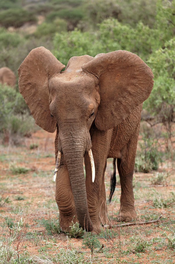 Adam Jones Photograph - African Elephant, Samburu National Game by Adam Jones