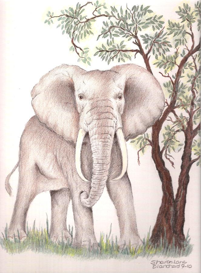 Elephant Drawing - African Elephant by Sharon Blanchard