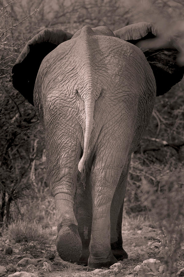African Elephant Photograph by Simon Booth