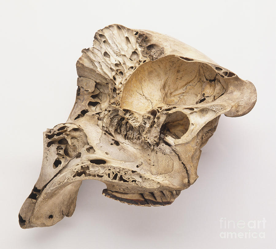 African Elephant Skull, Loxodonta Photograph by Dave King / Dorling Kindersley