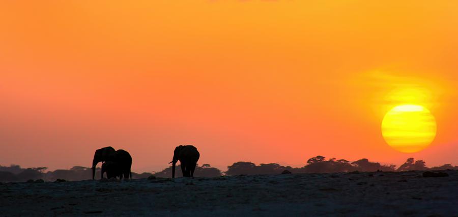 African Elephant Sunset Photograph by Amanda Stadther