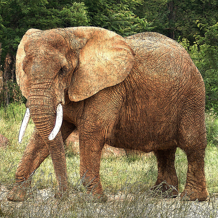African Elephant Photograph by TnBackroadsPhotos 