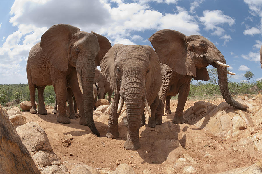 African Elephant Trio Kenya Photograph by Tui De Roy
