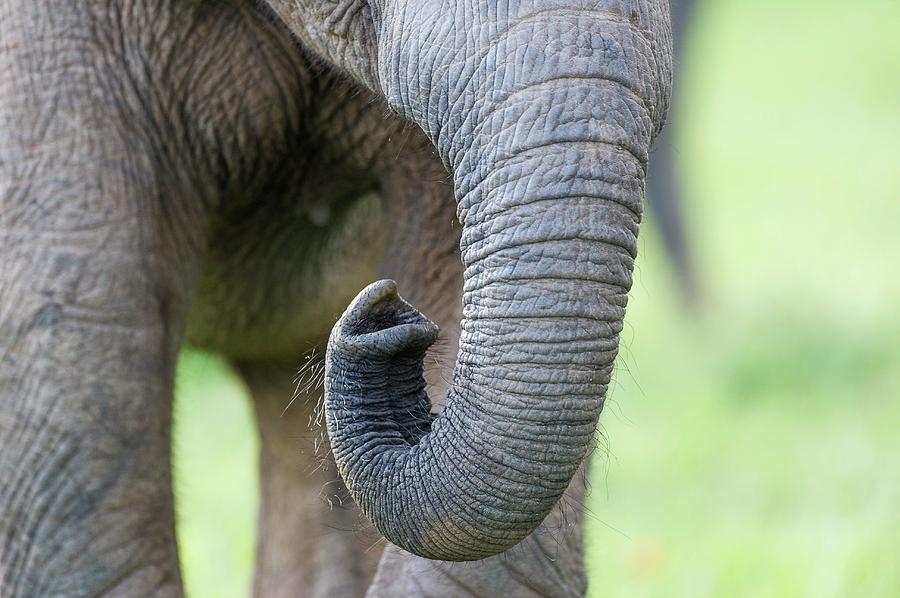 Premium Photo  A giant elephant with a large trunk and a large trunk.