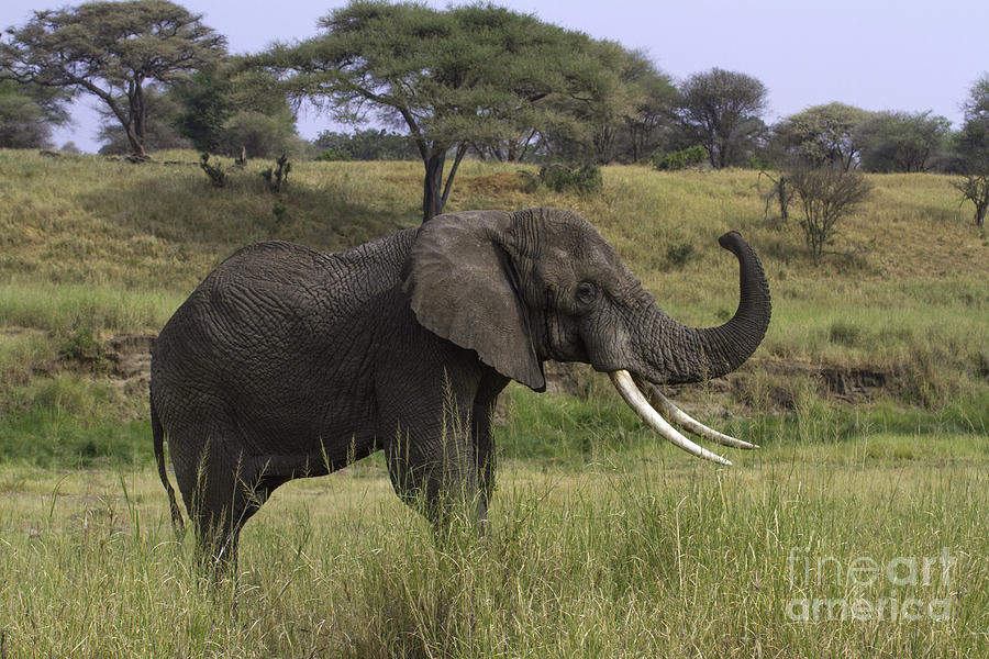 African Elephant Tusker Photograph by Chris Scroggins