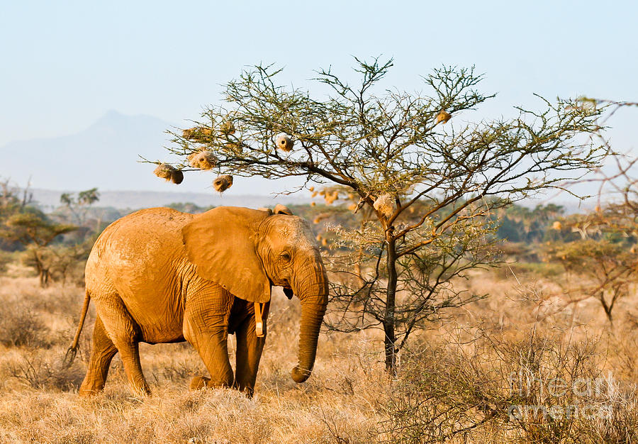African Elephant wearing a Radio Collar Photograph by Liz Leyden