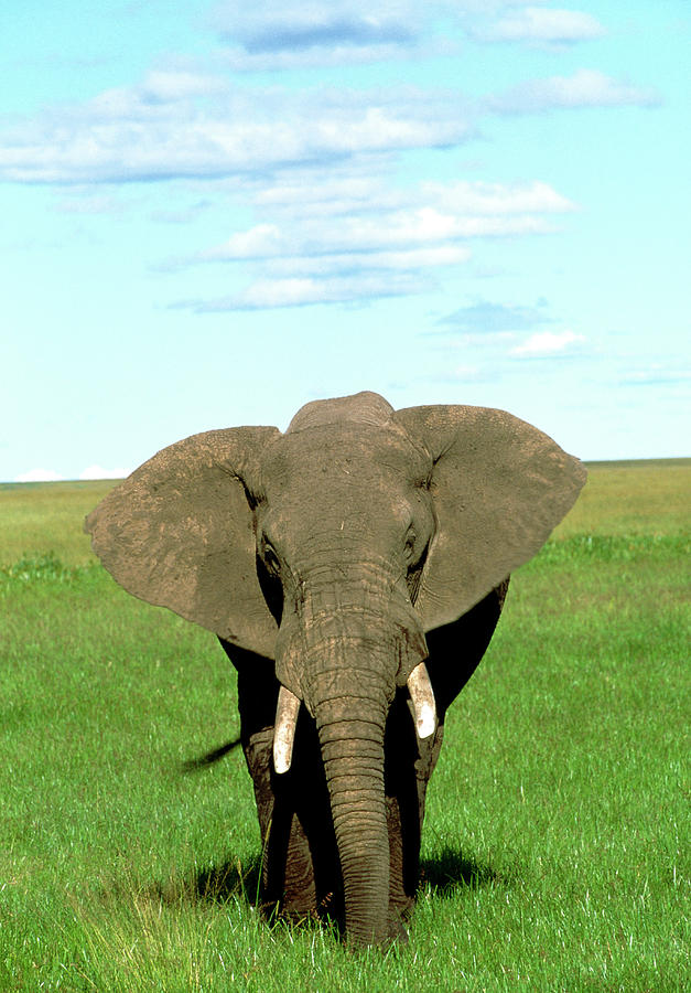 African Elephant Photograph by William Ervin/science Photo Library