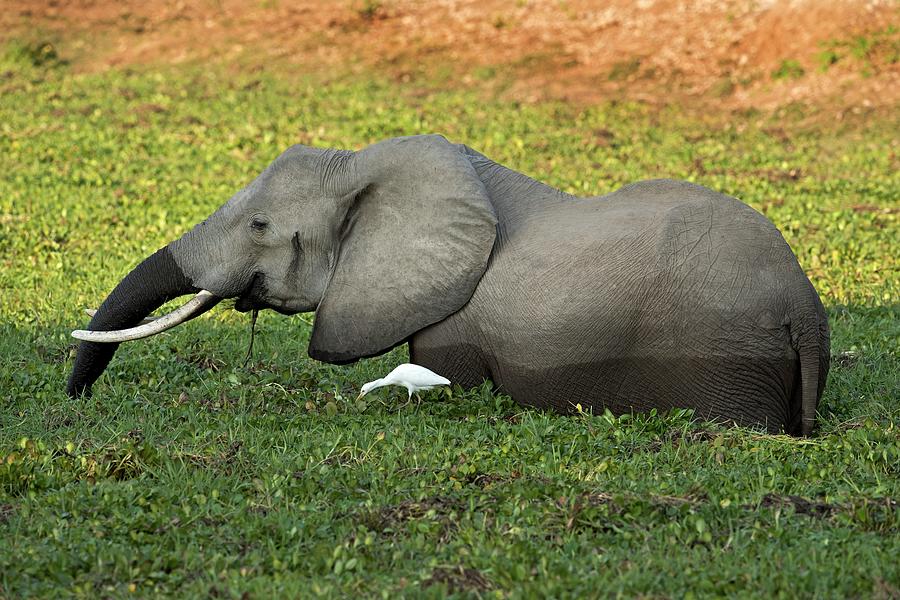 African Elephant With Cattle Egret Photograph by Tony Camacho