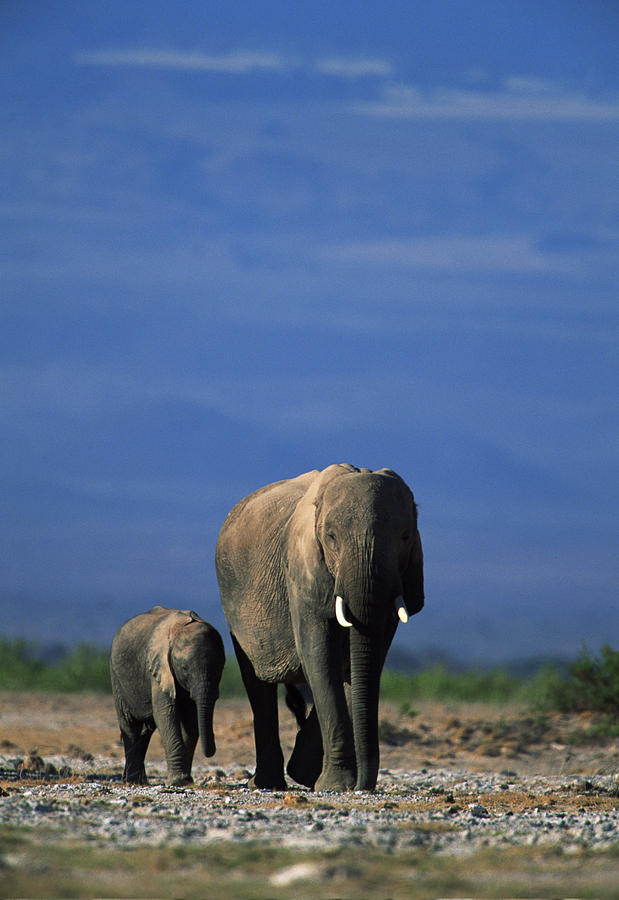 African elephant with offspring , Kenya , Africa Photograph by Comstock Images