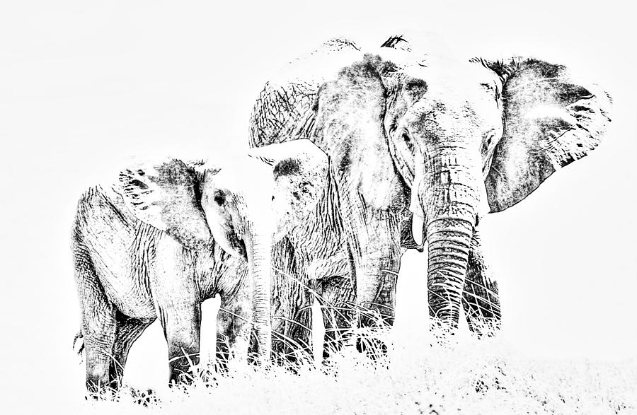 African Elephants Photograph by Aidan Moran