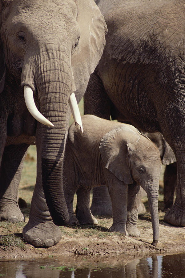 African Elephants And Baby At Waterhole Photograph by Gerry Ellis