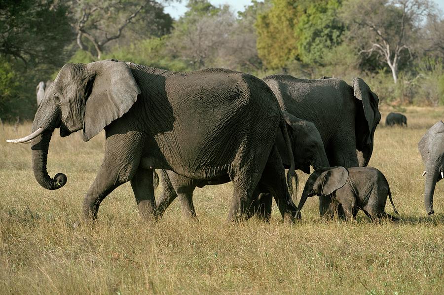 African Elephants And Calf Photograph by Dr P. Marazzi/science Photo Library