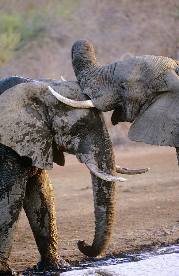 African Elephants Bathing Photograph by Tony Camacho/science Photo Library