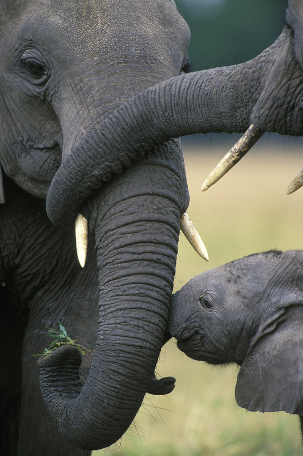 African Elephants Bonding Photograph by Thomas And Pat Leeson