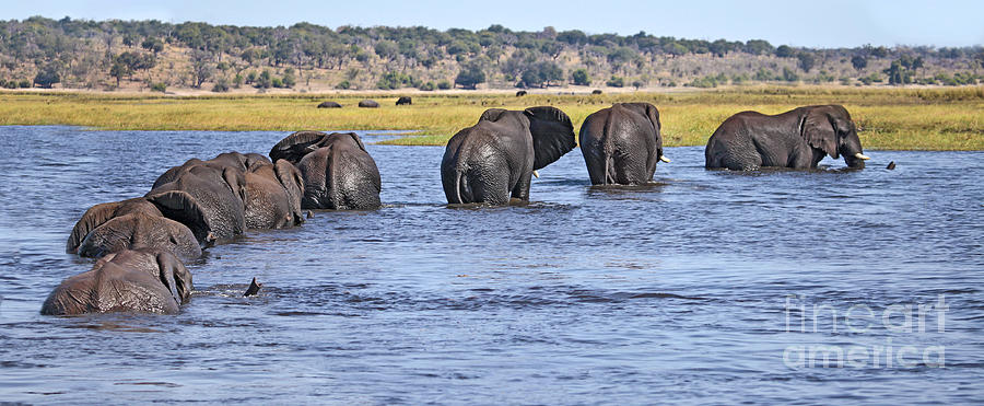 African Elephants crossing Chobe River  Botswana Photograph by Liz Leyden
