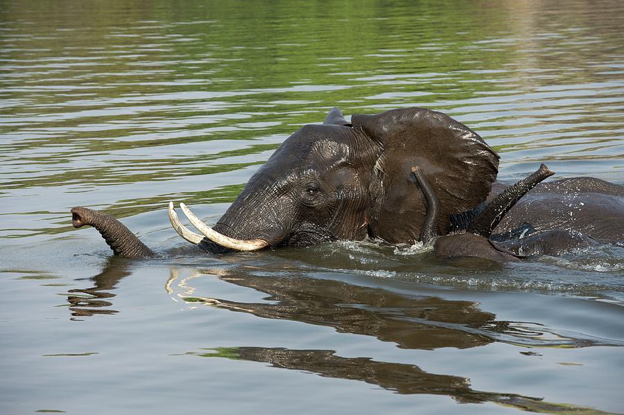 African Elephants Crossing Chobe River Photograph by Tony Camacho ...