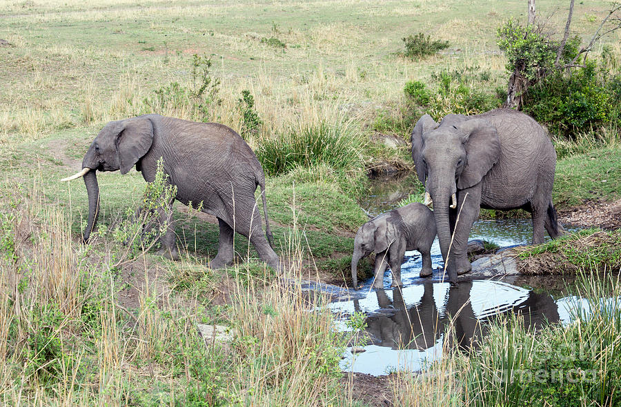 African Elephants Crossing Stream Photograph by Greg Dimijian