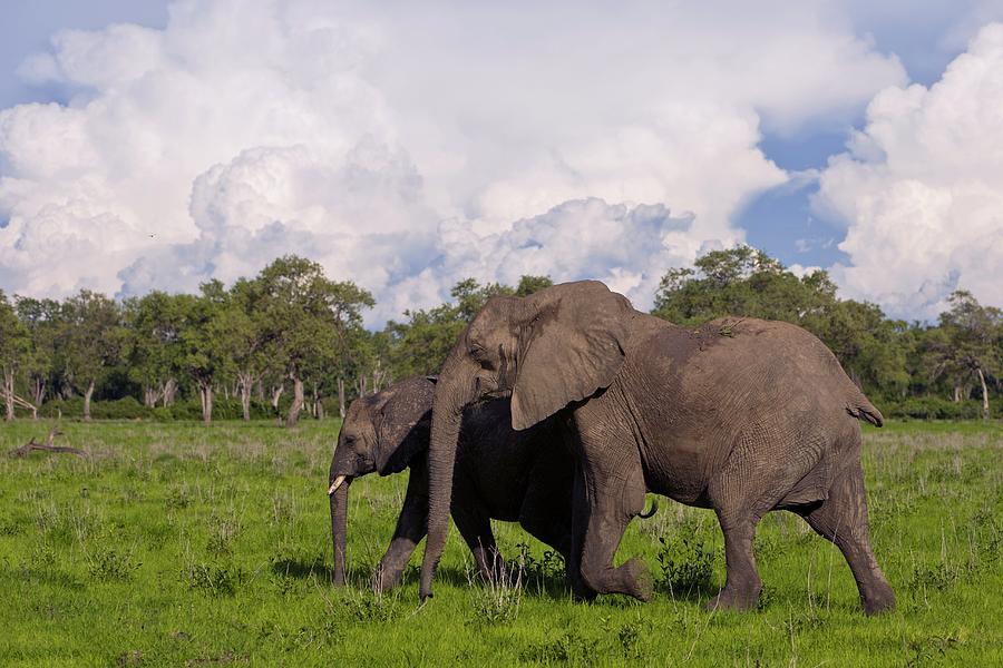 African Elephants Photograph by Dr Andre Van Rooyen/science Photo Library