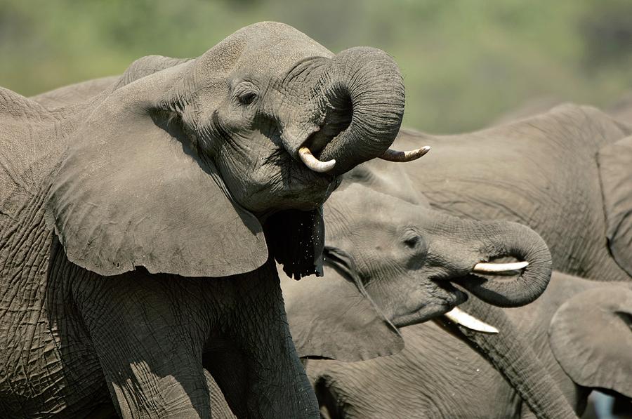 African Elephants Drinking Photograph by Dr P. Marazzi/science Photo Library
