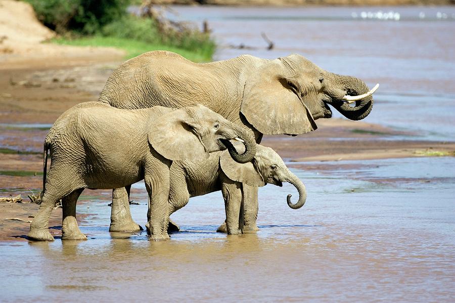 African Elephants Drinking Photograph by John Devries/science Photo Library