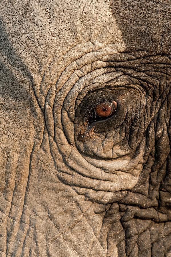 African Elephant's Eye Photograph by Tony Camacho/science Photo Library